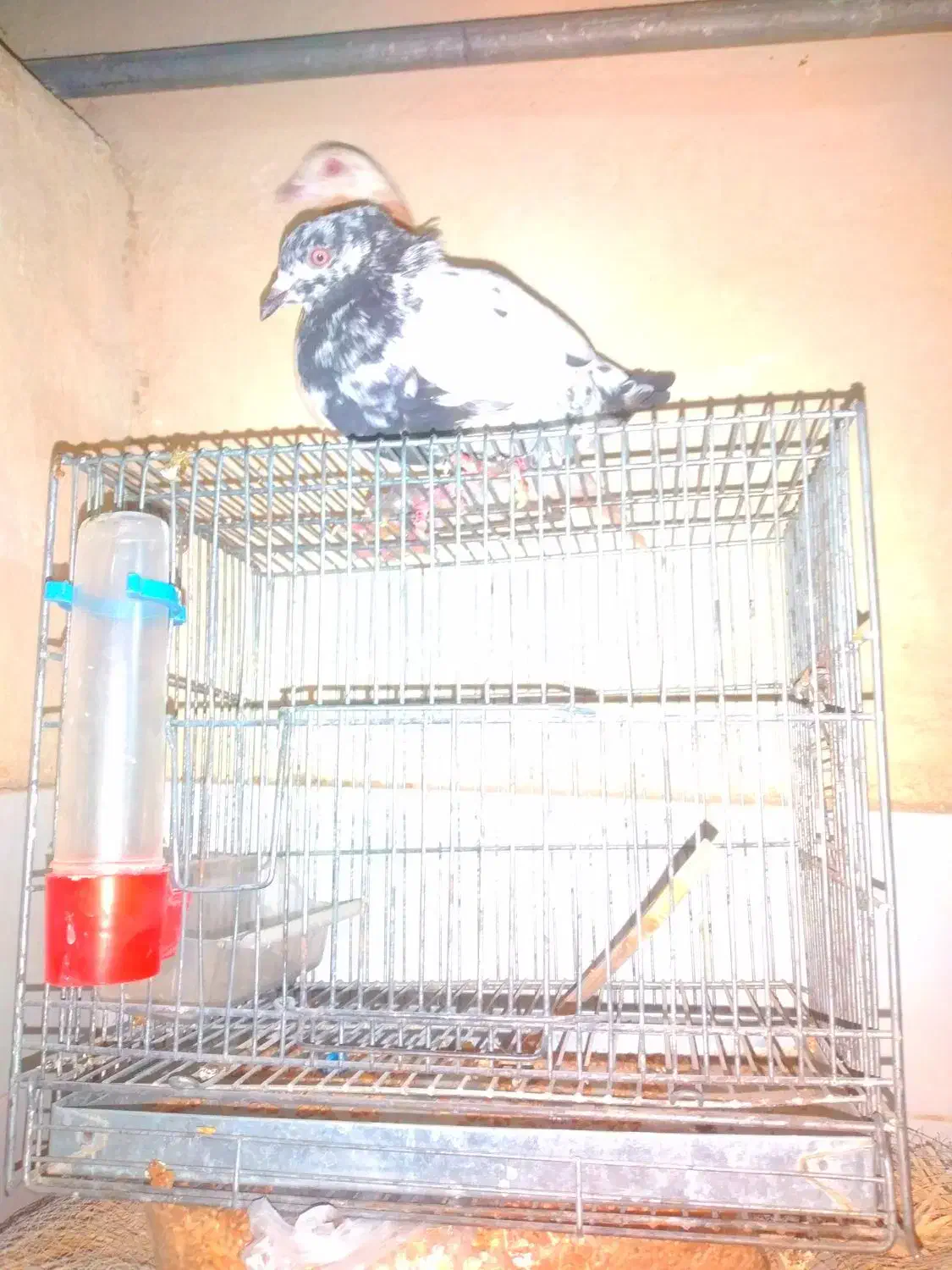 کبوتر|پرنده|سراوان, |دیوار