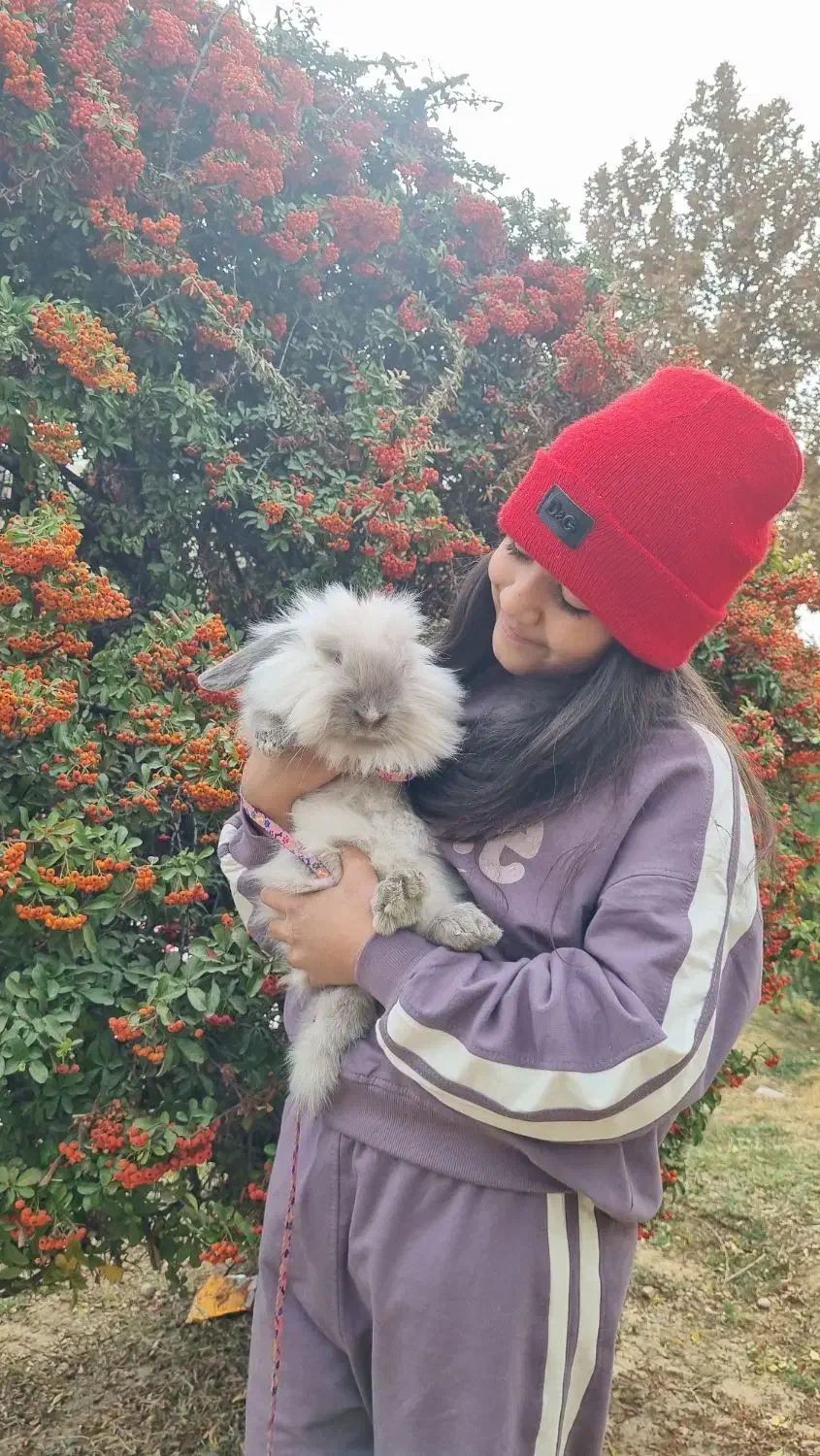 خرگوش گم شده|حیوانات|شیراز, گلشن|دیوار