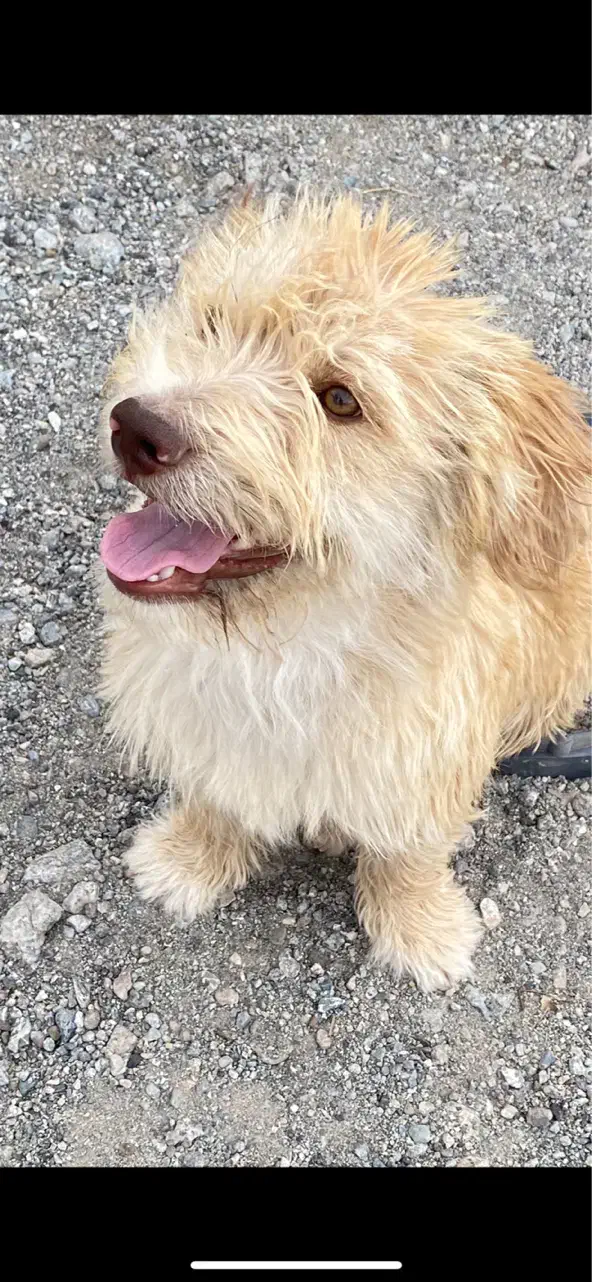 سگ شیتزو|سگ|کهنوج, |دیوار