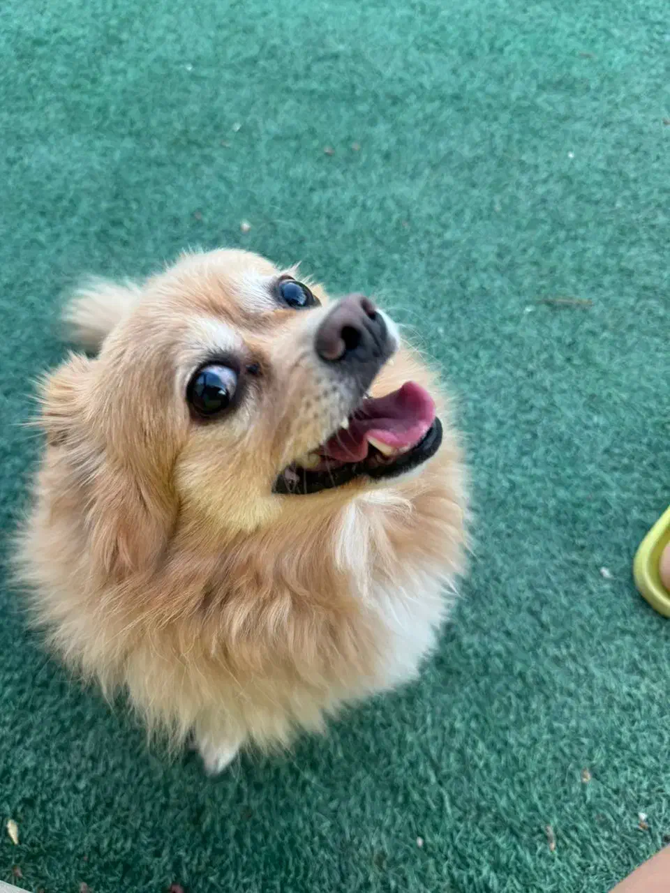 واگذار میشود|سگ|چهاردانگه (تهران), |دیوار