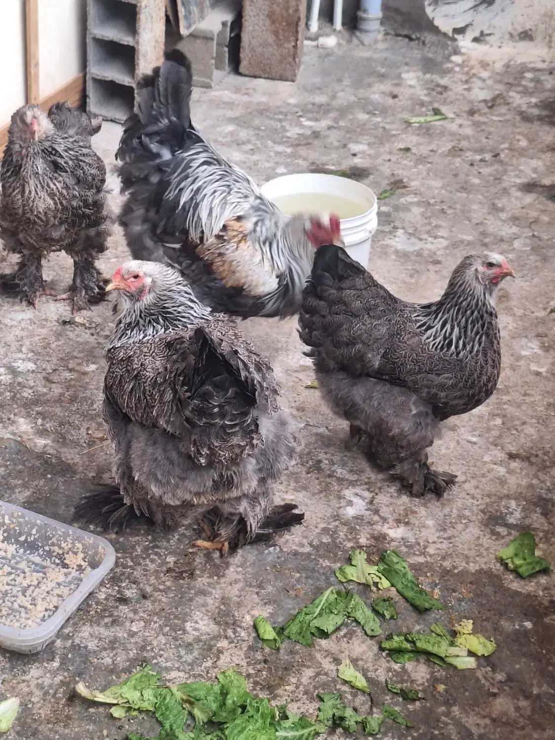 مرغ و خروس برهما دارک|حیوانات مزرعه|امامزاده عبدالله, |دیوار