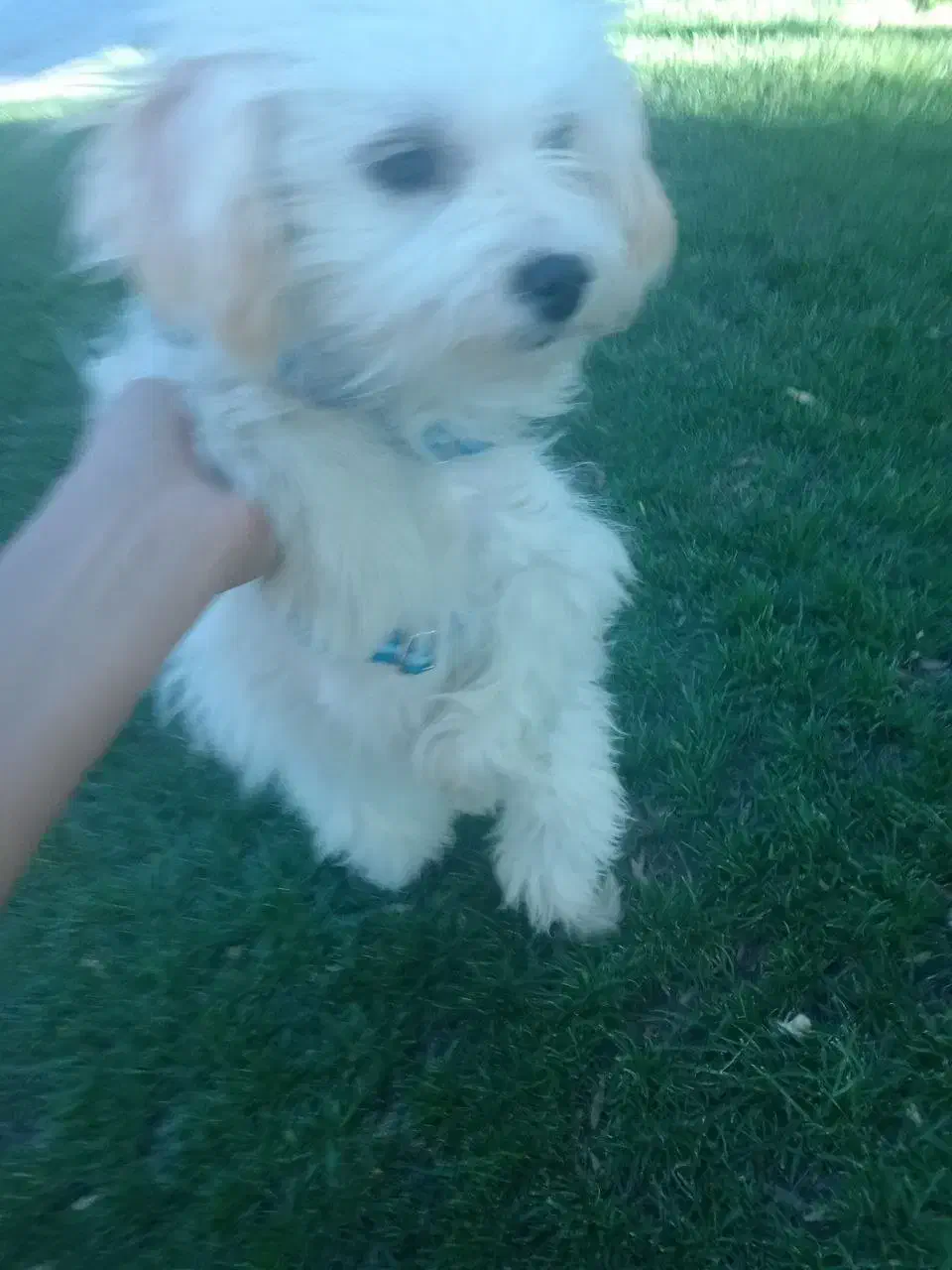 سگ دزدیده شده|حیوانات|پیرانشهر, |دیوار