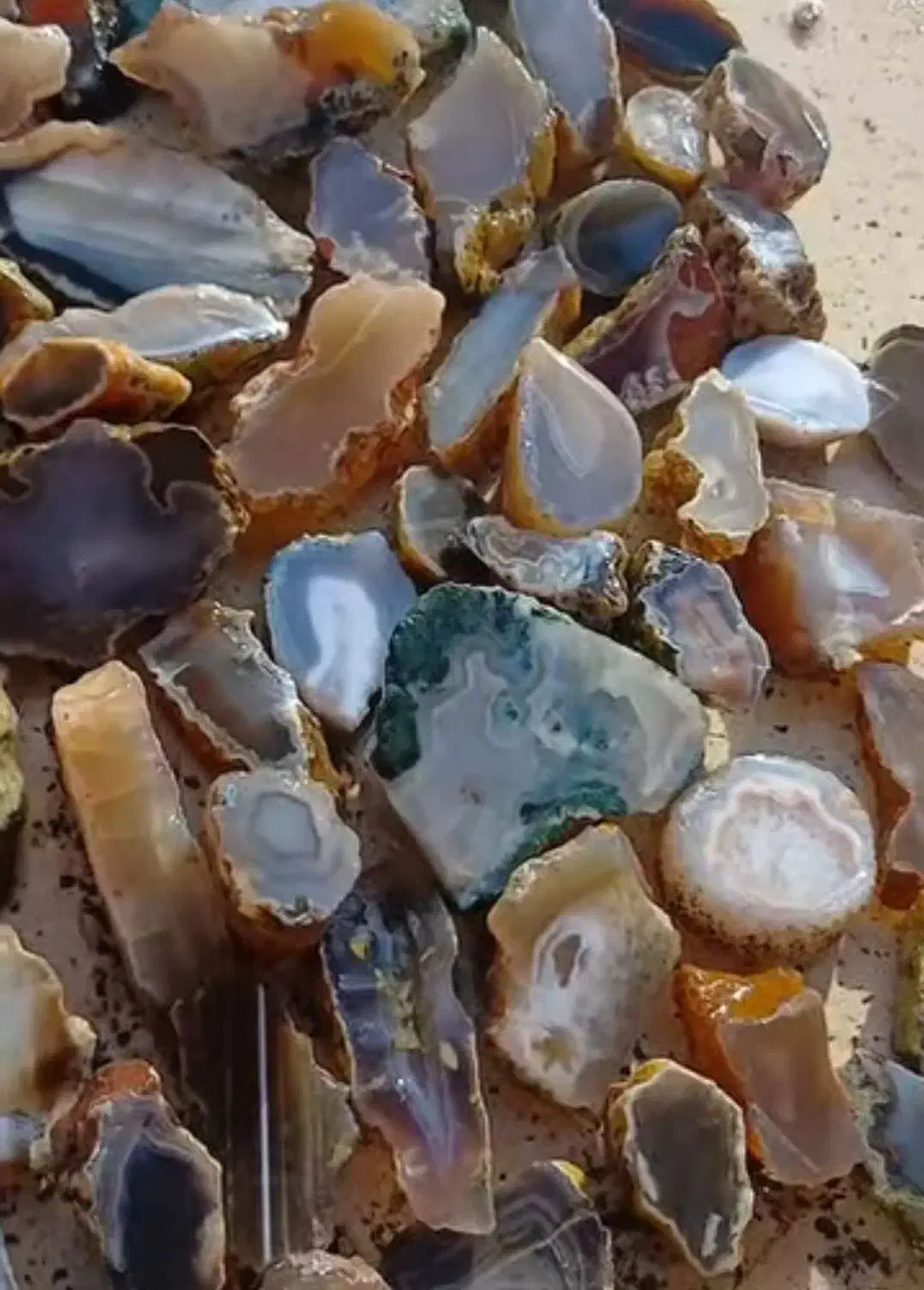 شجر|کلکسیون و سرگرمی|طرقبه, |دیوار