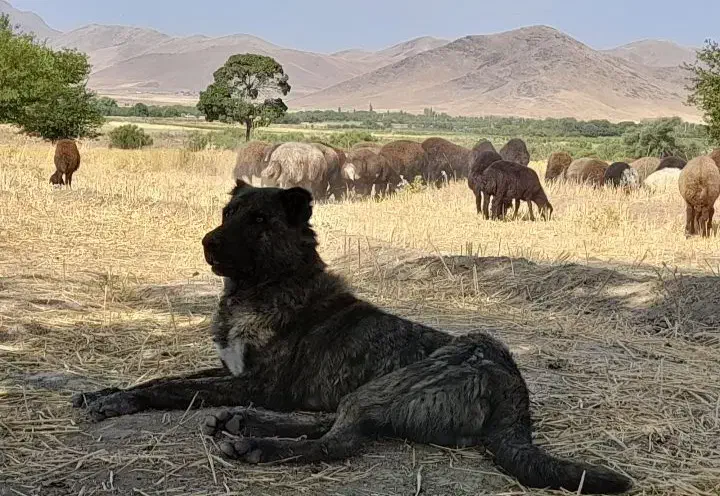 گمشده|سگ|قره چای, |دیوار