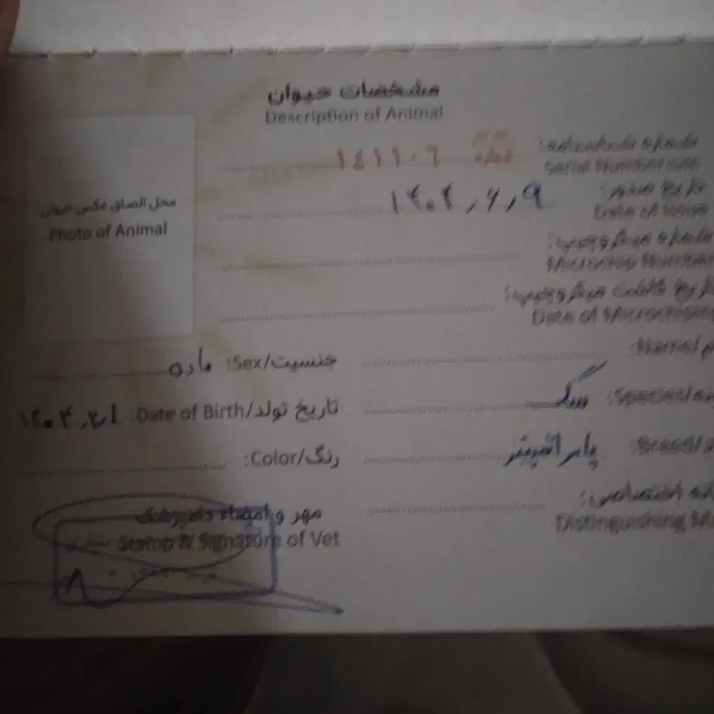 سگ پامر اشپیتز|سگ|کهریزک, |دیوار