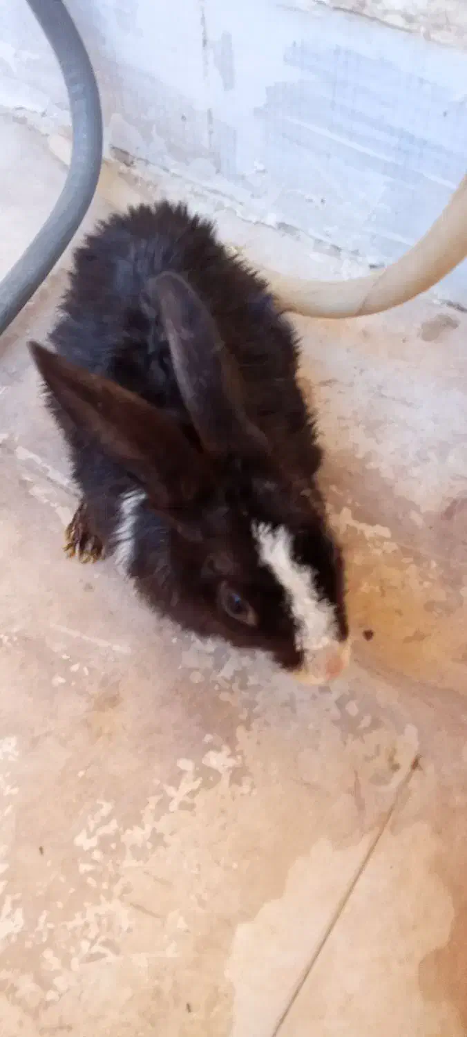 خرگوش مشکی سالم|موش و خرگوش|پرند, فاز ۵|دیوار