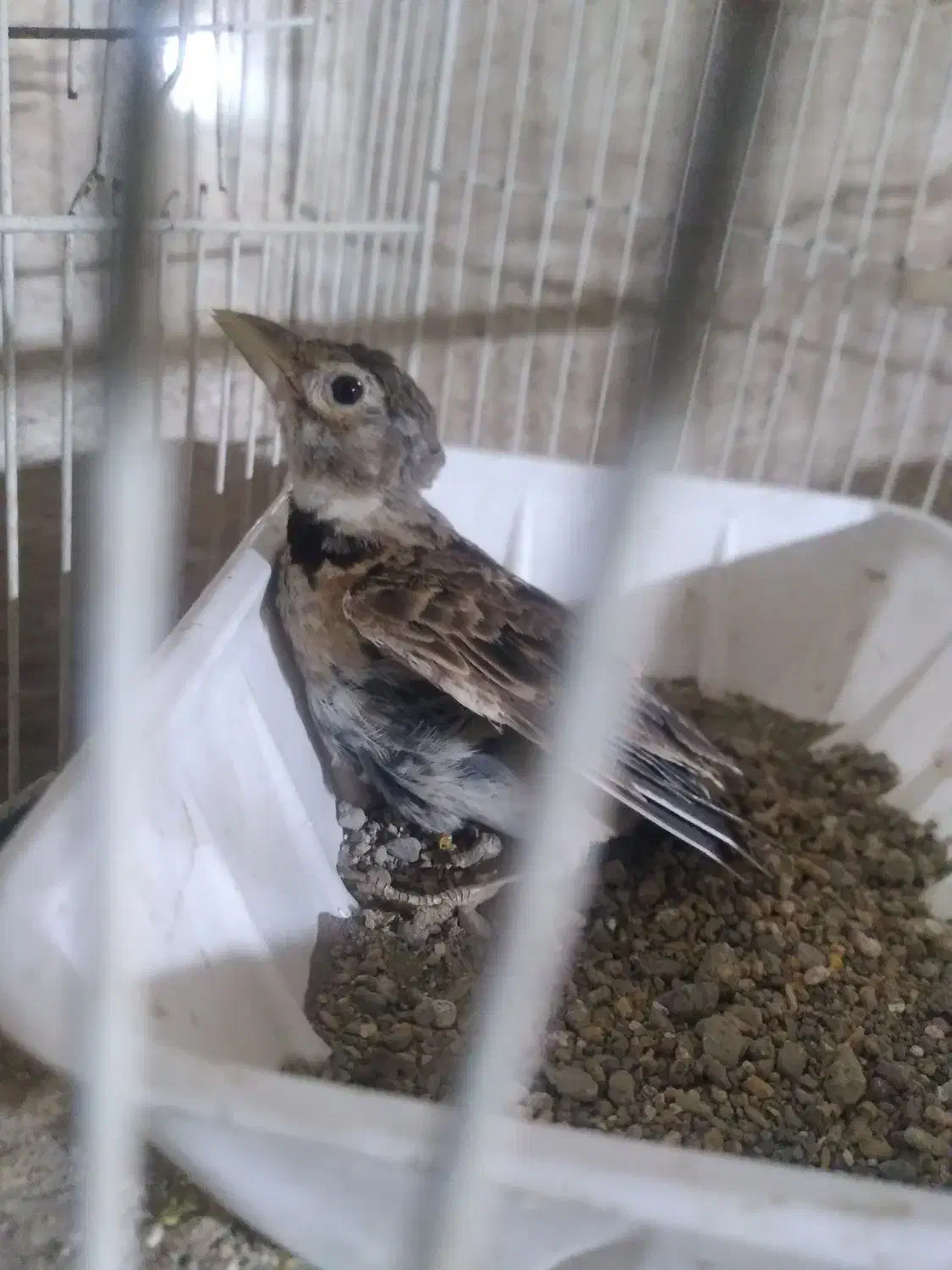 سهره خاکی کهنه کار|پرنده|گرگان, |دیوار