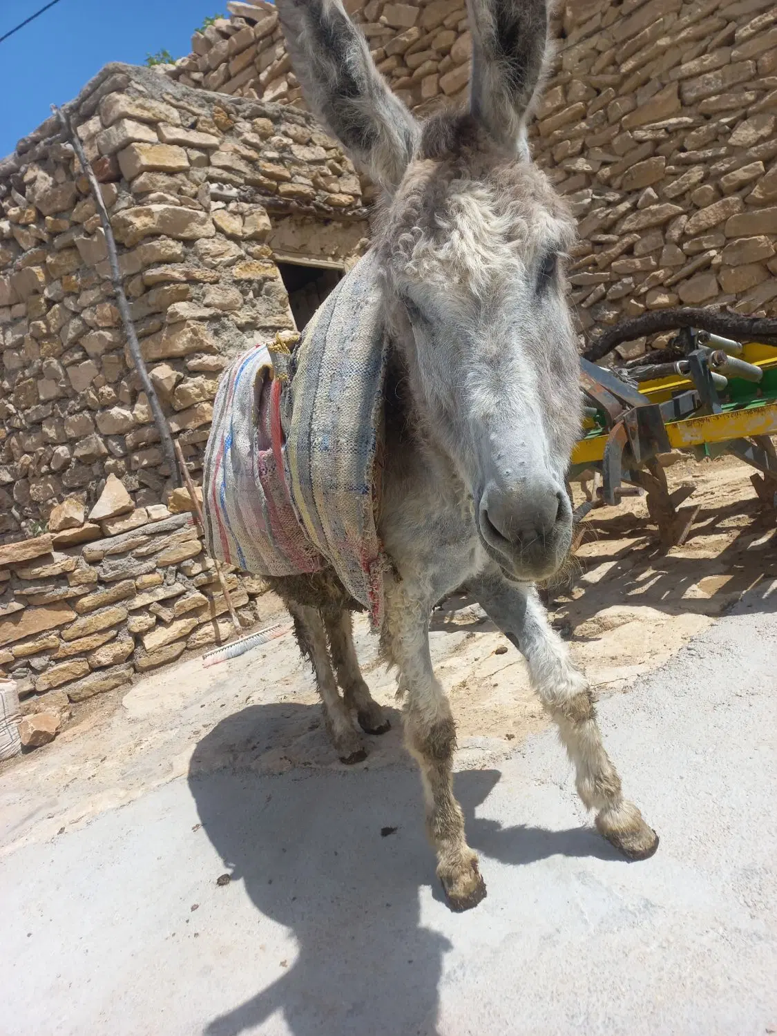 خر.|حیوانات مزرعه|فاروج, |دیوار
