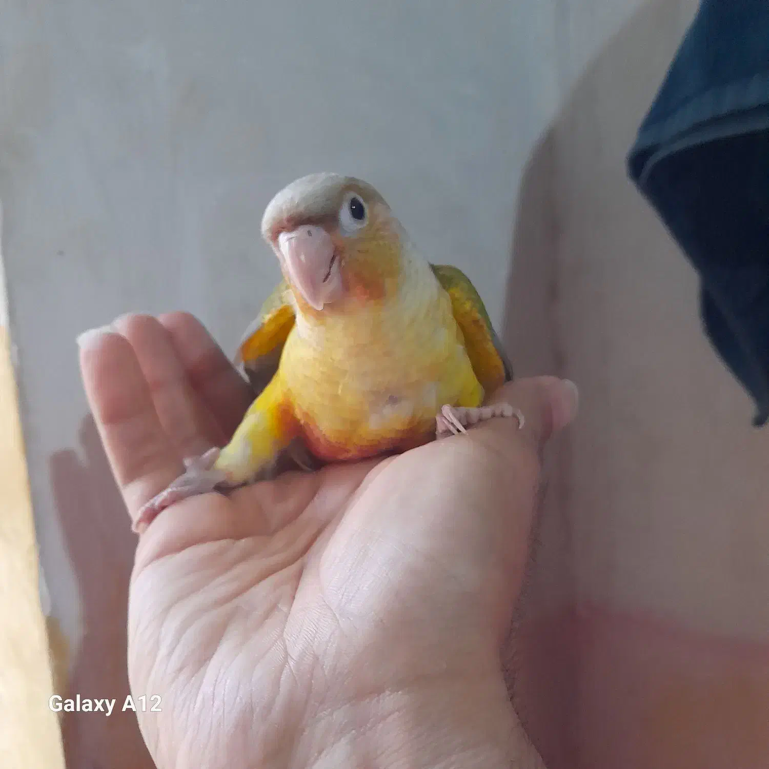 پرنده|پرنده|بهبهان, |دیوار