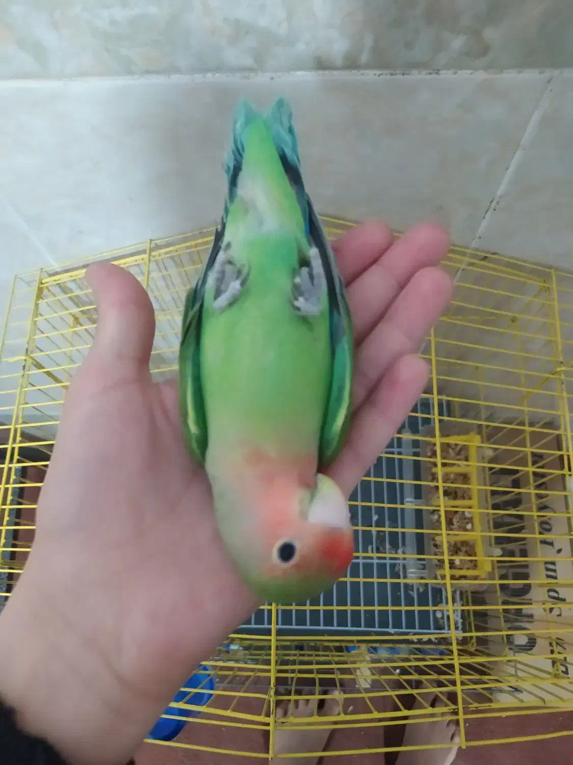 طوطی برزیلی صورت هوایی|پرنده|قم, انسجام|دیوار