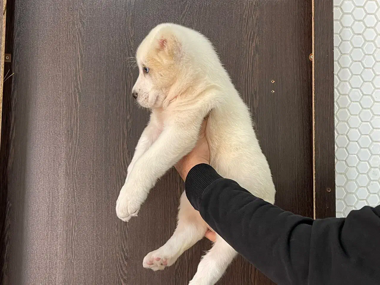 توله آلابای شجره دار|سگ|کرج, گوهردشت|دیوار