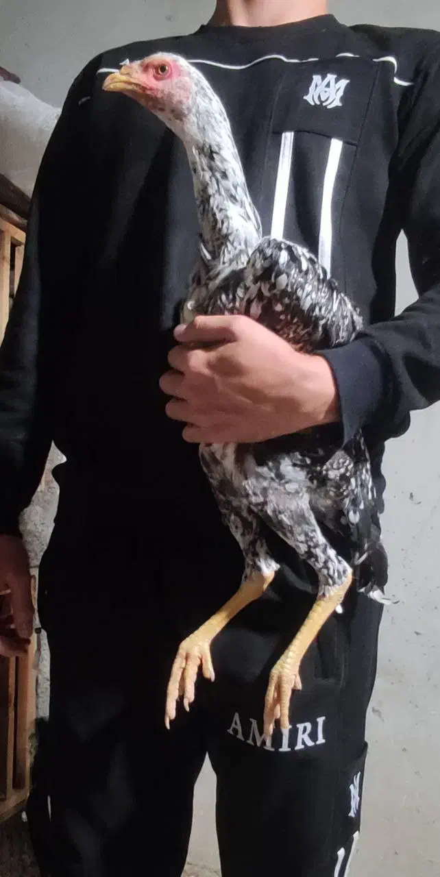 لاری|حیوانات مزرعه|بندر ترکمن, |دیوار