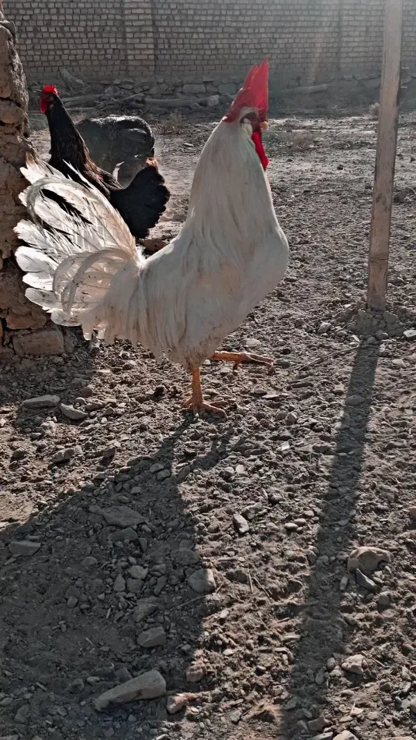 خروس فروشی|حیوانات مزرعه|گلپایگان, |دیوار