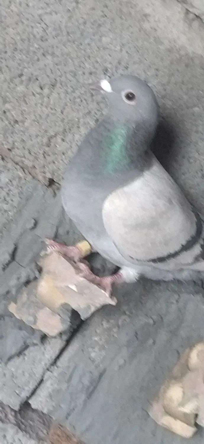 کبوتر پلاکی|پرنده|کشکوئیه, |دیوار