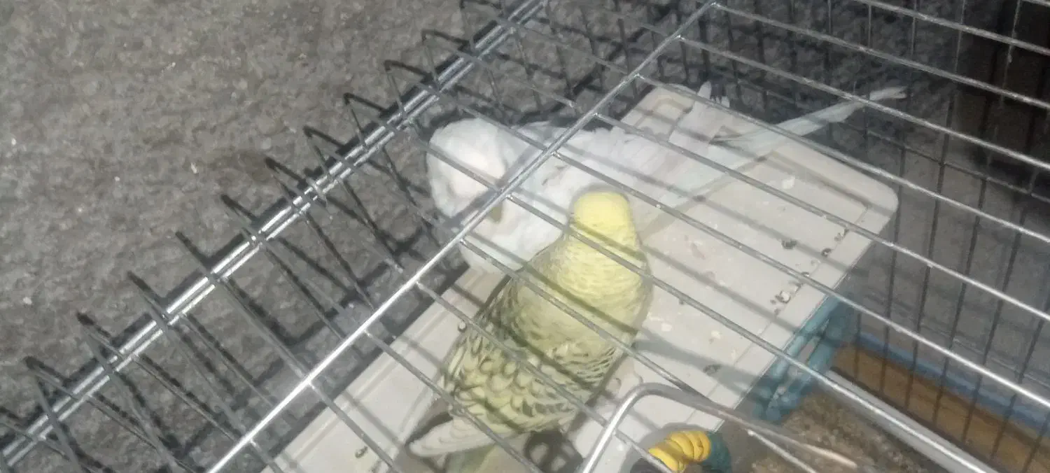 مرغ عشق|پرنده|بومهن, |دیوار