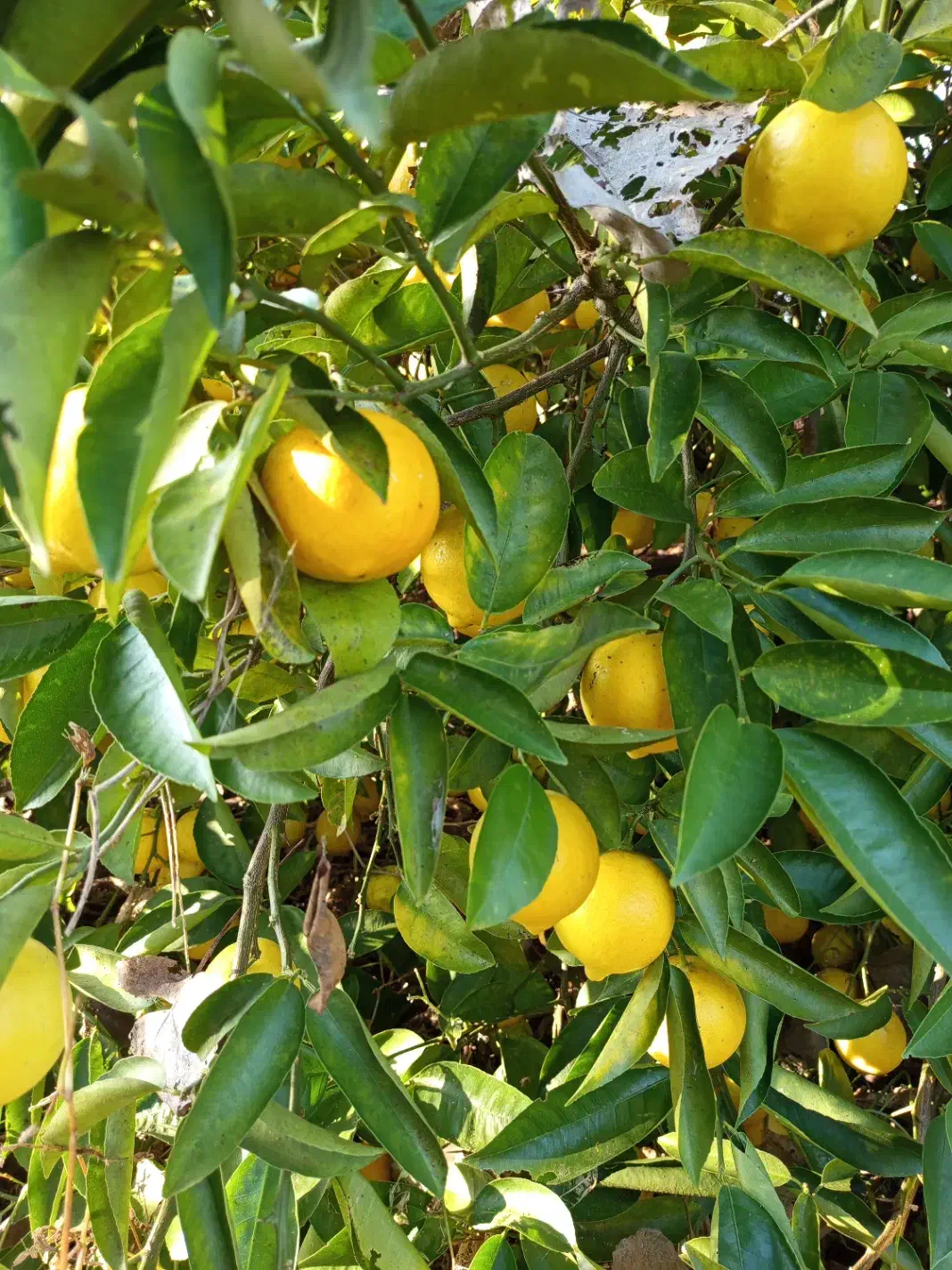 فروش پرتقال محلی و تامسون لیمو شیرین|خوردنی و آشامیدنی|آستانه اشرفیه, |دیوار