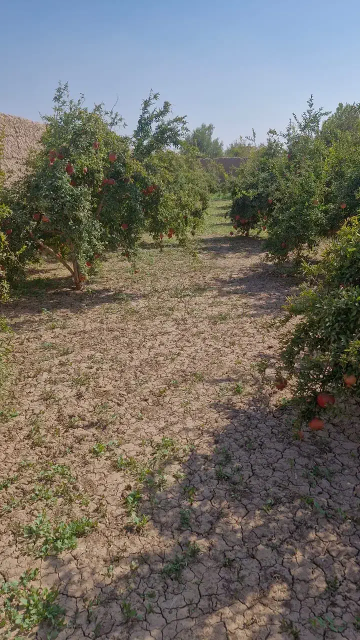 انار قرمز|خوردنی و آشامیدنی|یزد, |دیوار