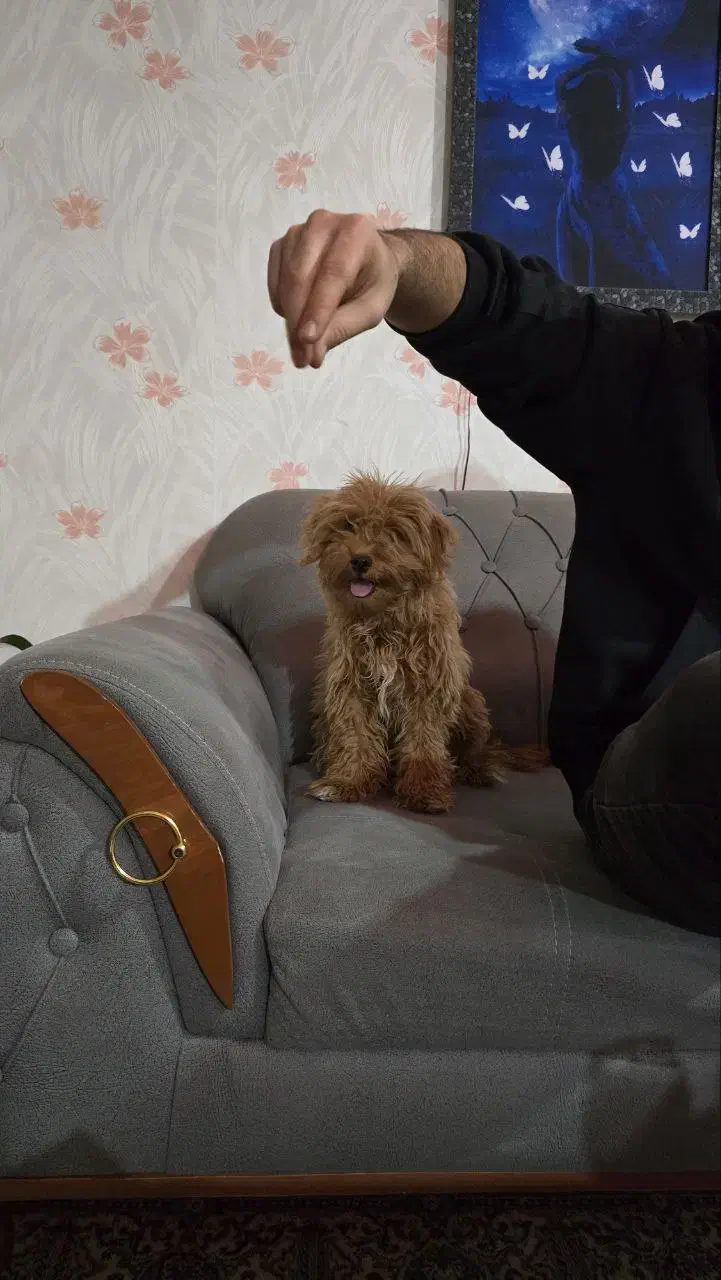 پودل|سگ|کرج, کوی مهر|دیوار