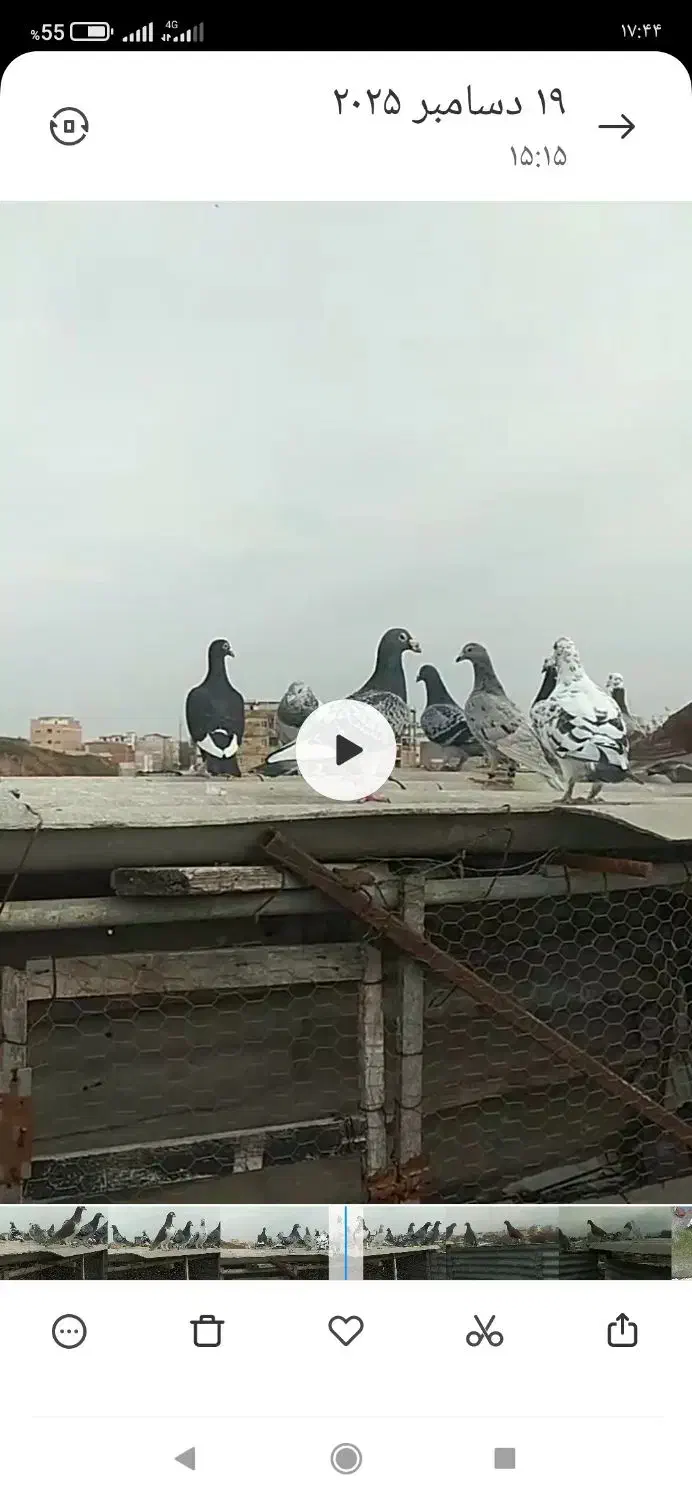 کبوتر|پرنده|گنبد کاووس, |دیوار