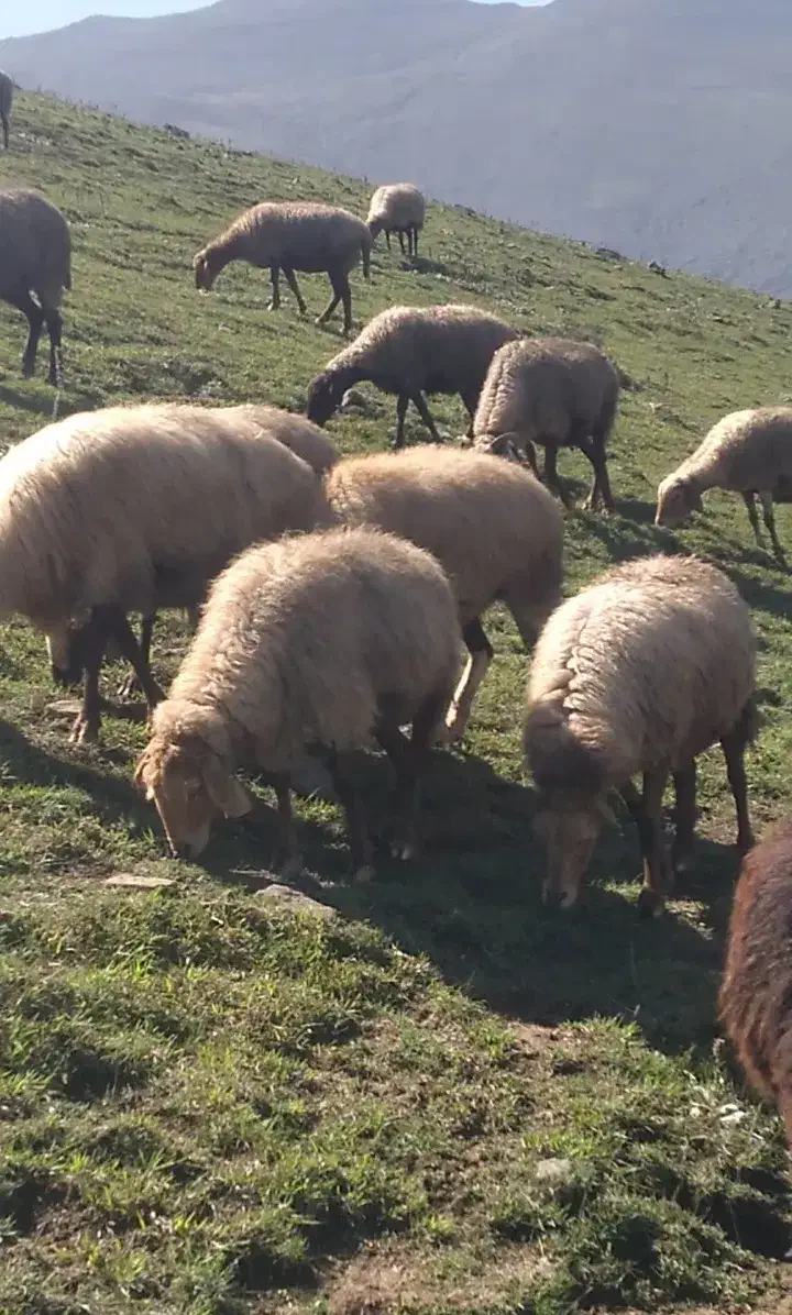 فروش فوری گوسفند|حیوانات مزرعه|چمستان, |دیوار