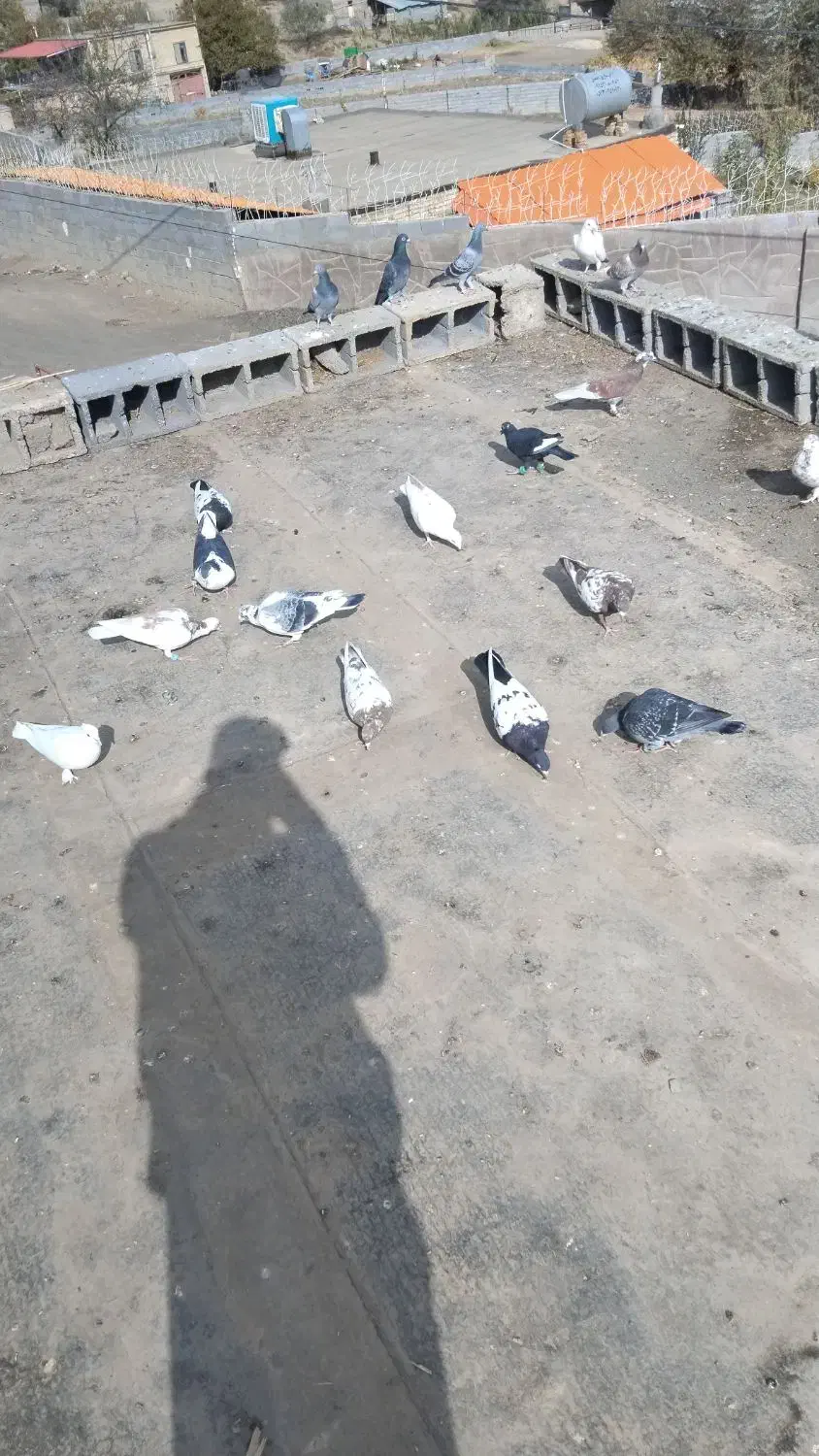 کفتر پرشی شهرستان|پرنده|رضویه, |دیوار