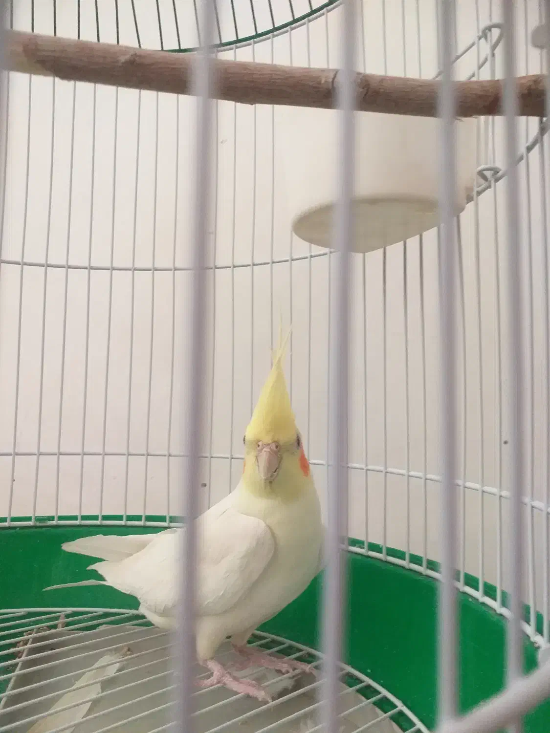 عروس هلندی گم شده|حیوانات|زاهدان, |دیوار