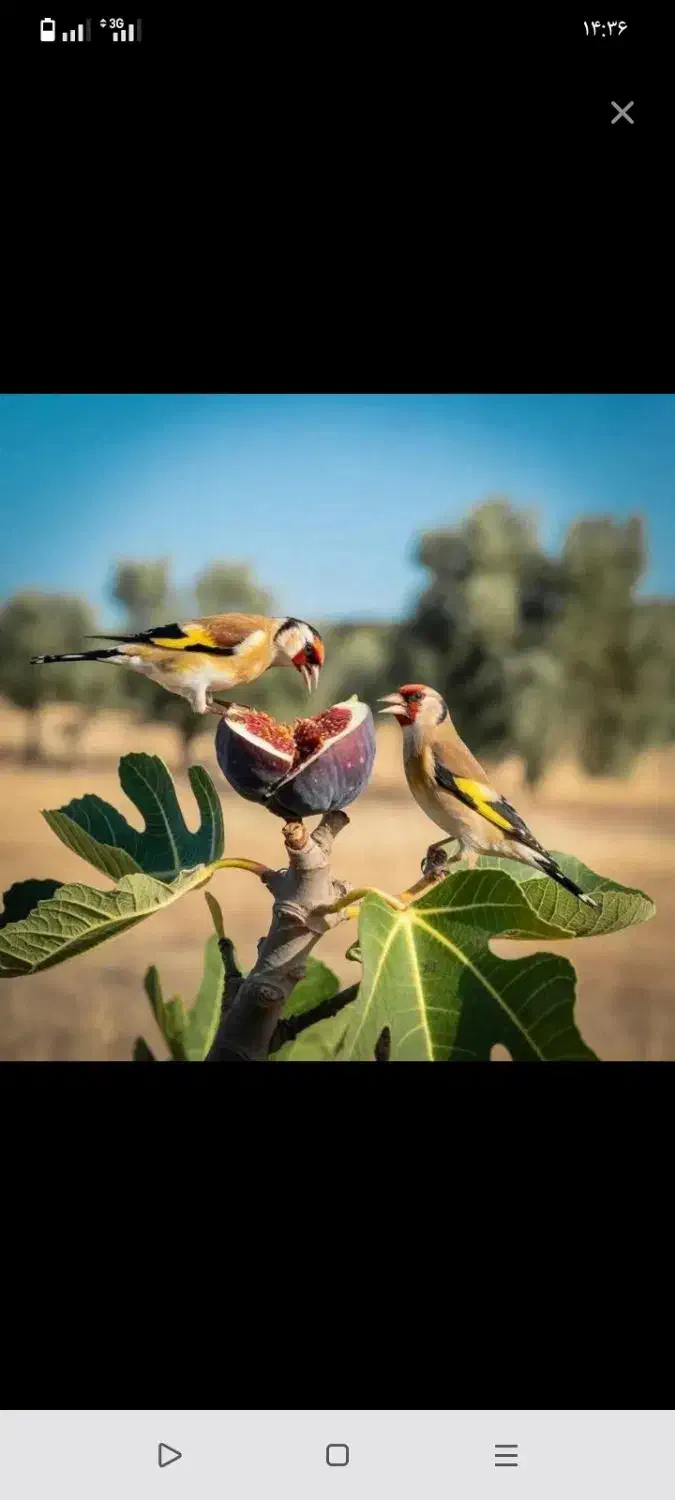 سهره|پرنده|جوانرود, |دیوار