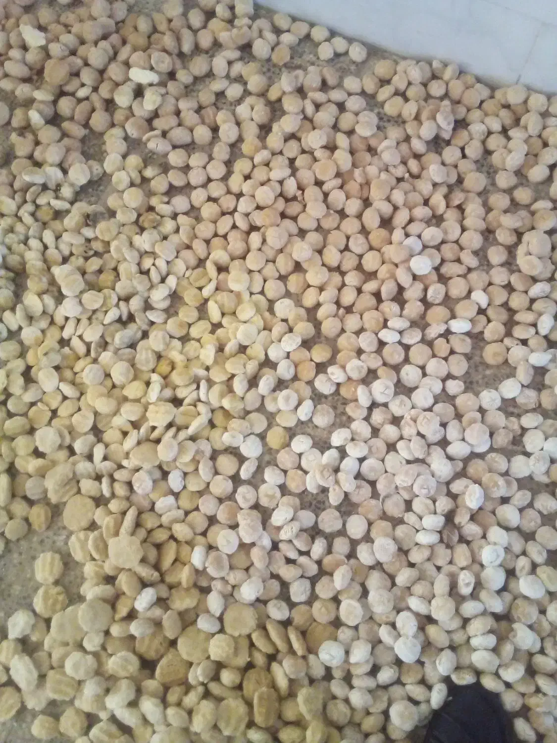 کشک گوسفندی وگاوی|خوردنی و آشامیدنی|چرداول, |دیوار