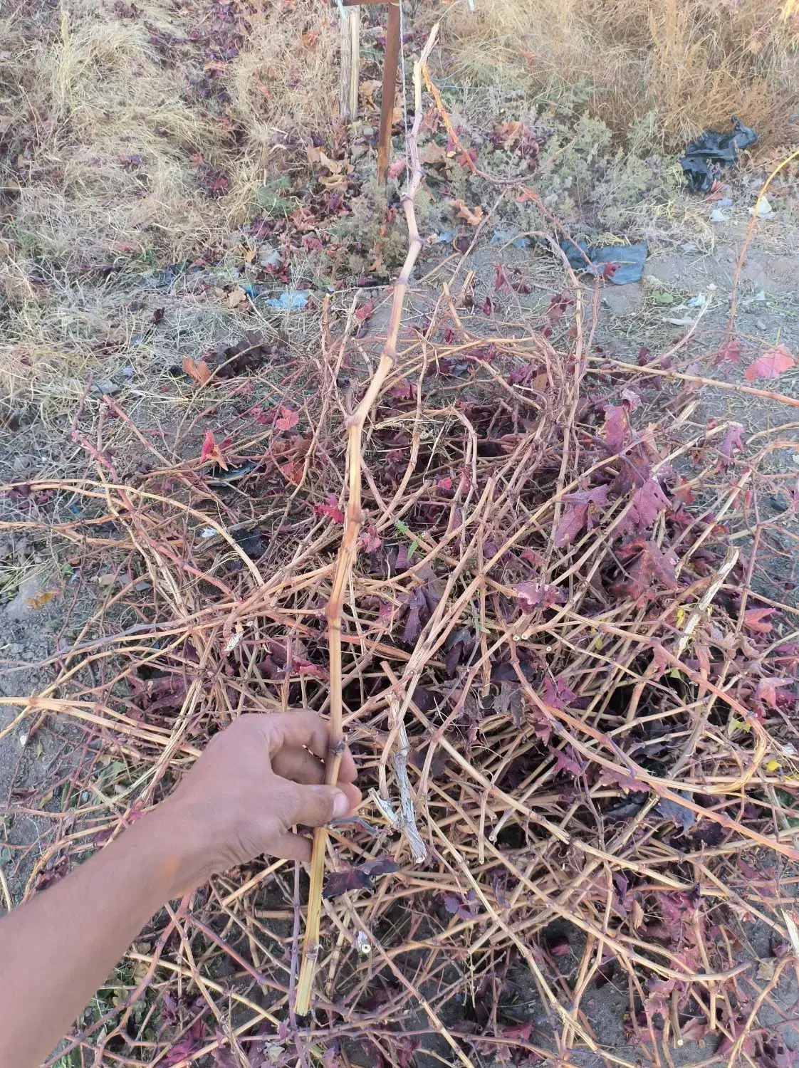 قلمه انگور|خدمات باغبانی و درختکاری|تربتحیدریه, باغ سلطانی|دیوار