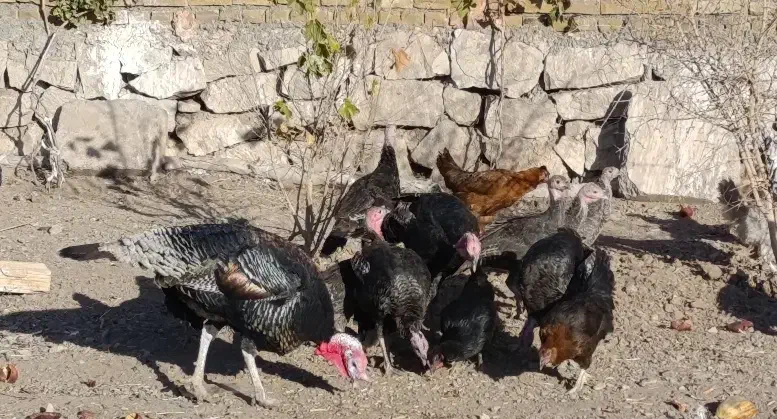 حیوانات|حیوانات مزرعه|سبزوار, امیریه|دیوار