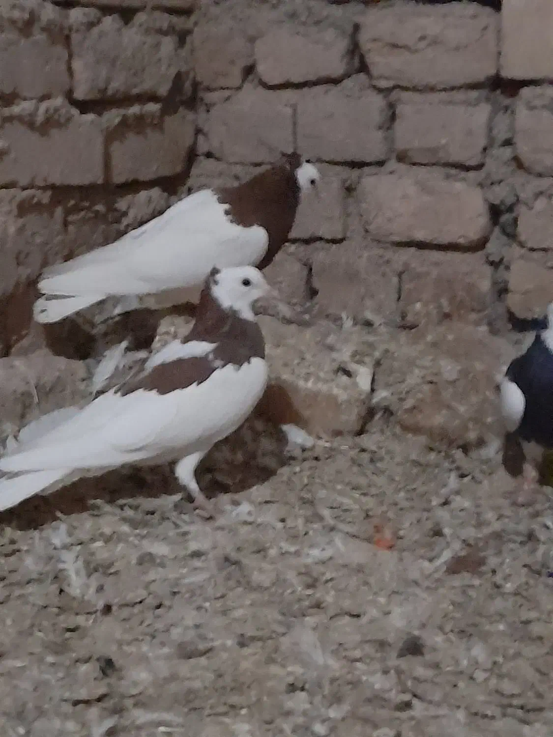 کبوتر|پرنده|دشتابی, |دیوار