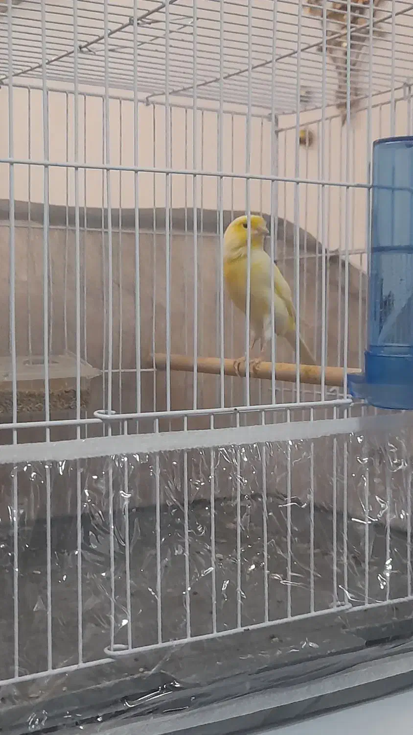 قناری مست آوازخوان|پرنده|تبریز, |دیوار