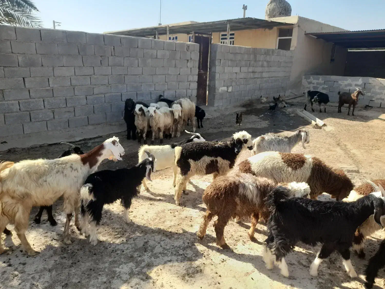 بره و کهره و بز|حیوانات مزرعه|بندر گناوه, |دیوار