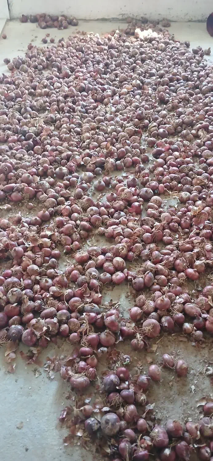 پیاز فرمز|خوردنی و آشامیدنی|دشتابی, |دیوار