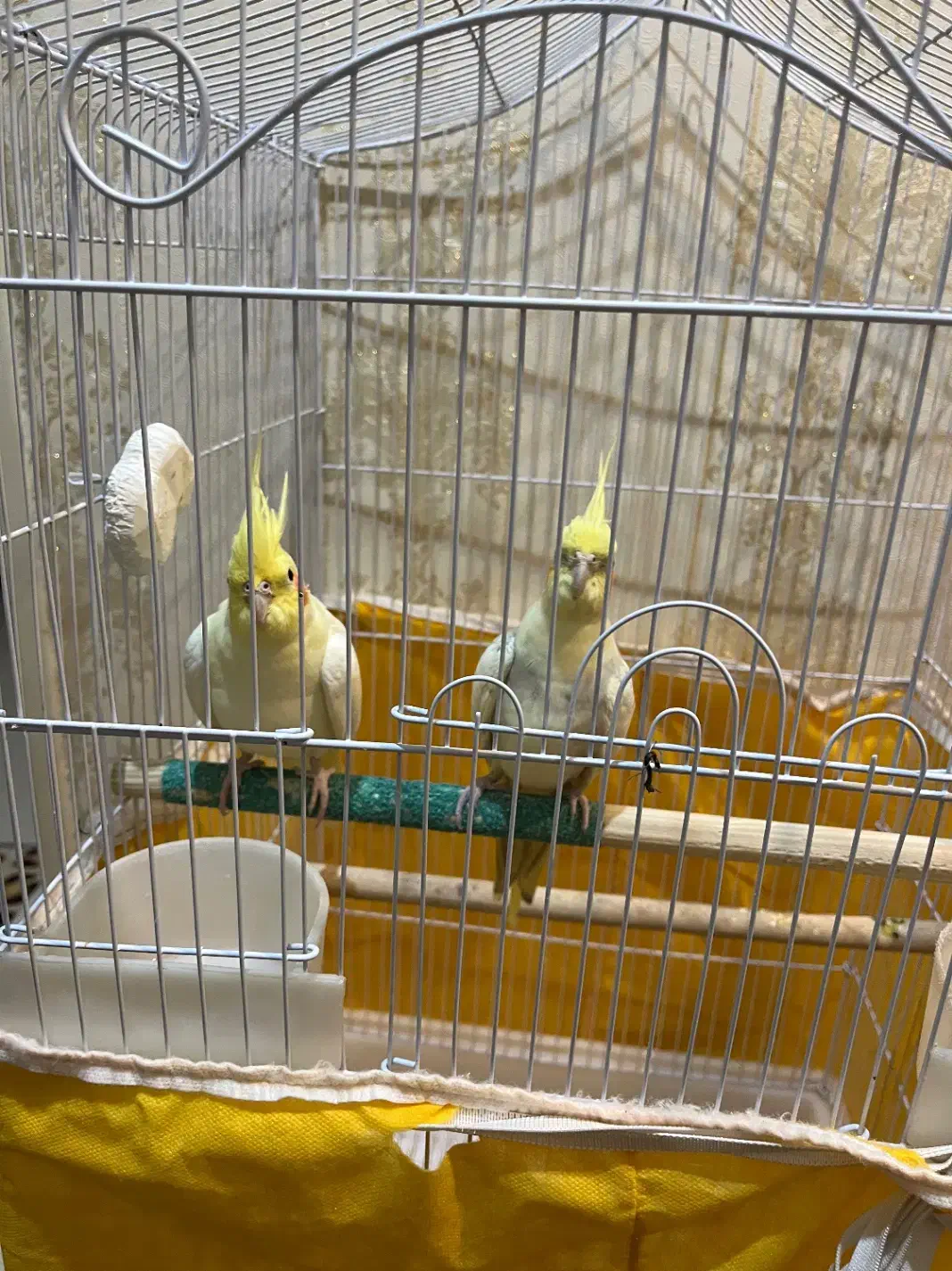 یک جفت عروس هلندی|پرنده|تهران, حکیمیه|دیوار