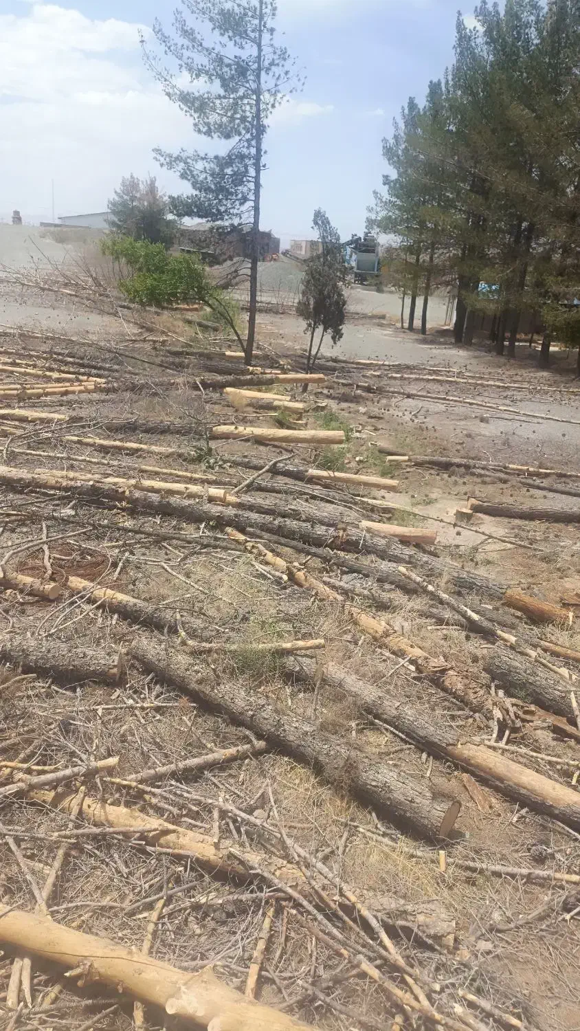 خرید چوب از کشاورزان عزیز|خدمات باغبانی و درختکاری|بیرجند, |دیوار