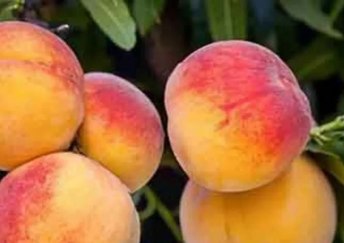 پیش فروش نهال هلو جوادی|خدمات باغبانی و درختکاری|فرخ‌شهر, |دیوار