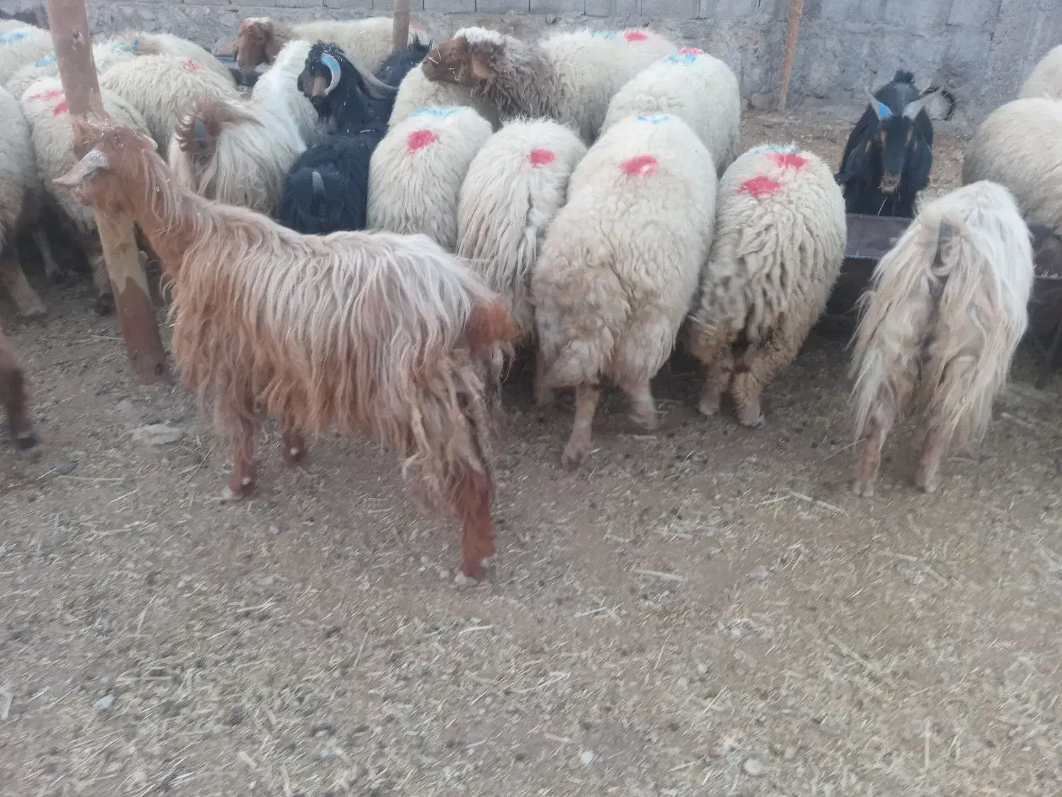 میش بره سفید ۶ عدد|حیوانات مزرعه|پلدختر, |دیوار