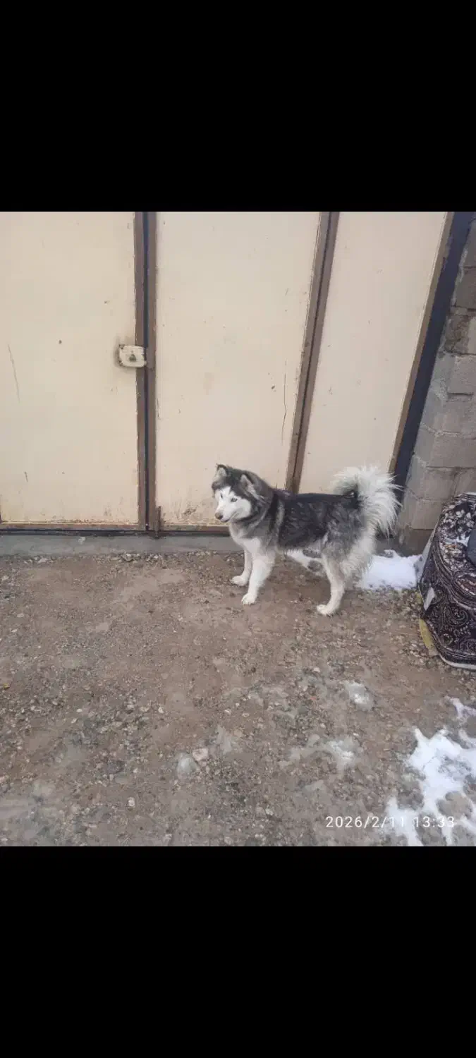 کم بود جا|سگ|ماکو, |دیوار