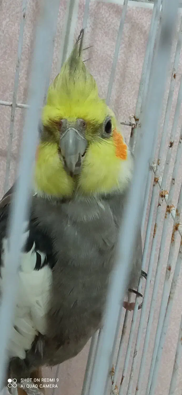 عروس هلندی معاوضه|پرنده|بندرعباس, |دیوار