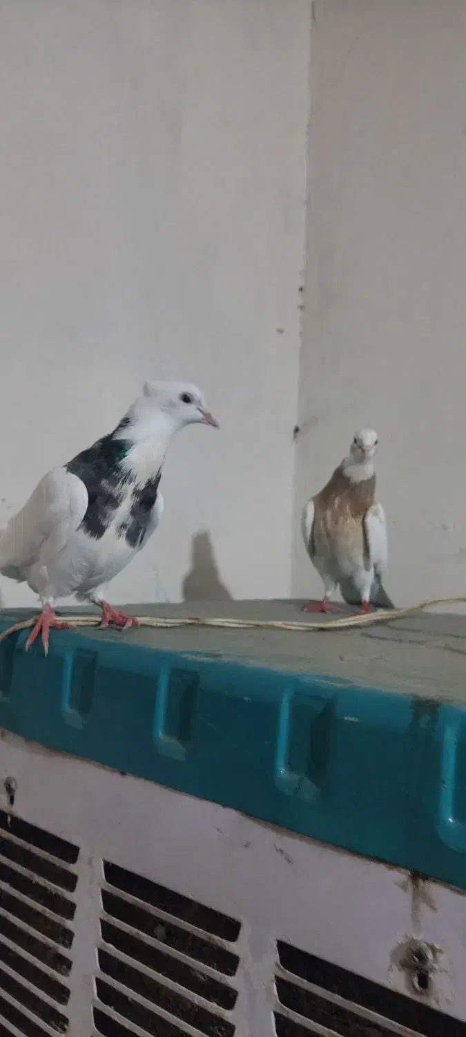 کبوتر|پرنده|کرمانشاه, |دیوار