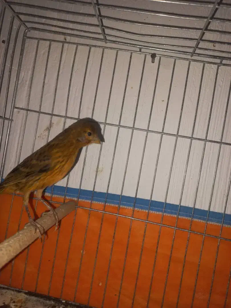 معاوضه یافروش|پرنده|شیبکوه (فارس), |دیوار