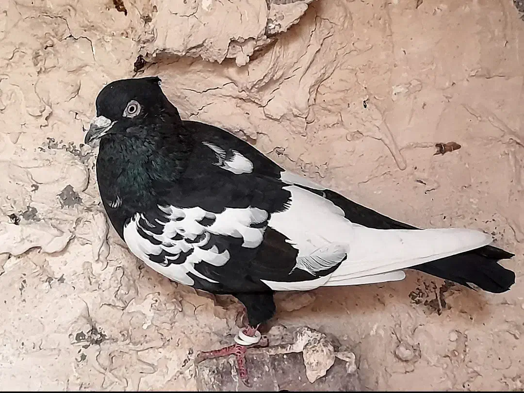 سینه سیاه ماده|پرنده|چناران, |دیوار