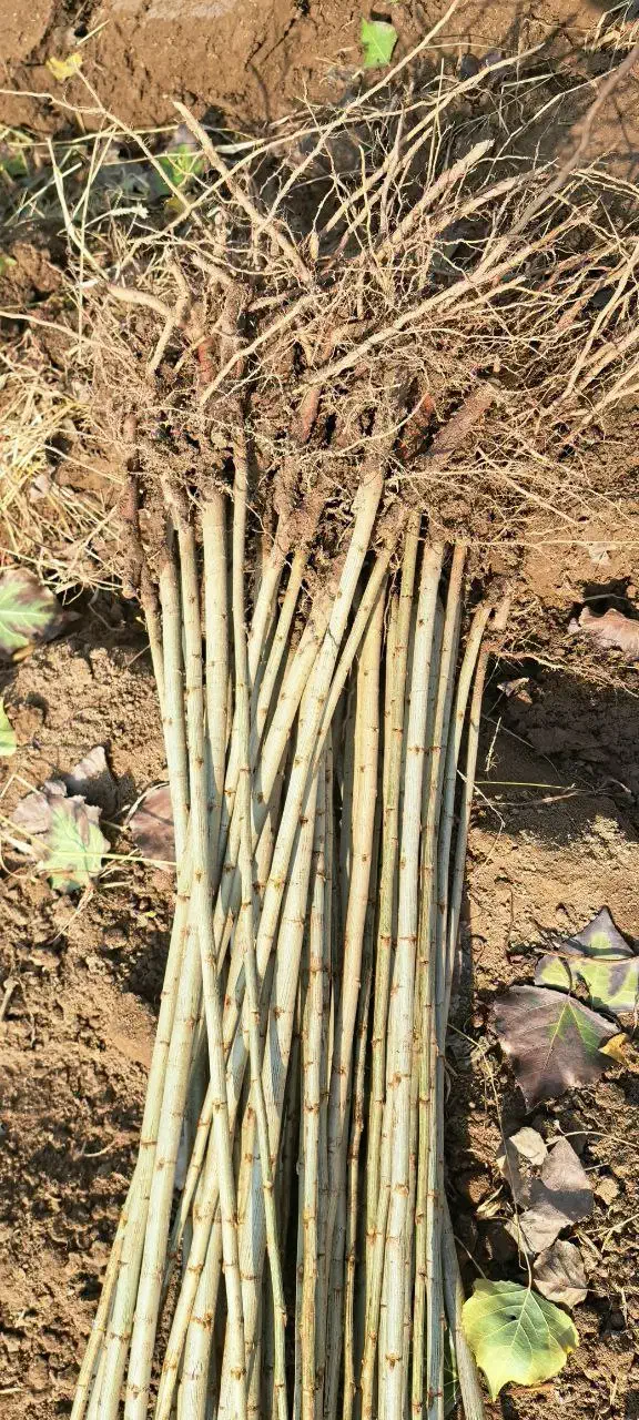 فروش نهال|خدمات باغبانی و درختکاری|میاندوآب, |دیوار