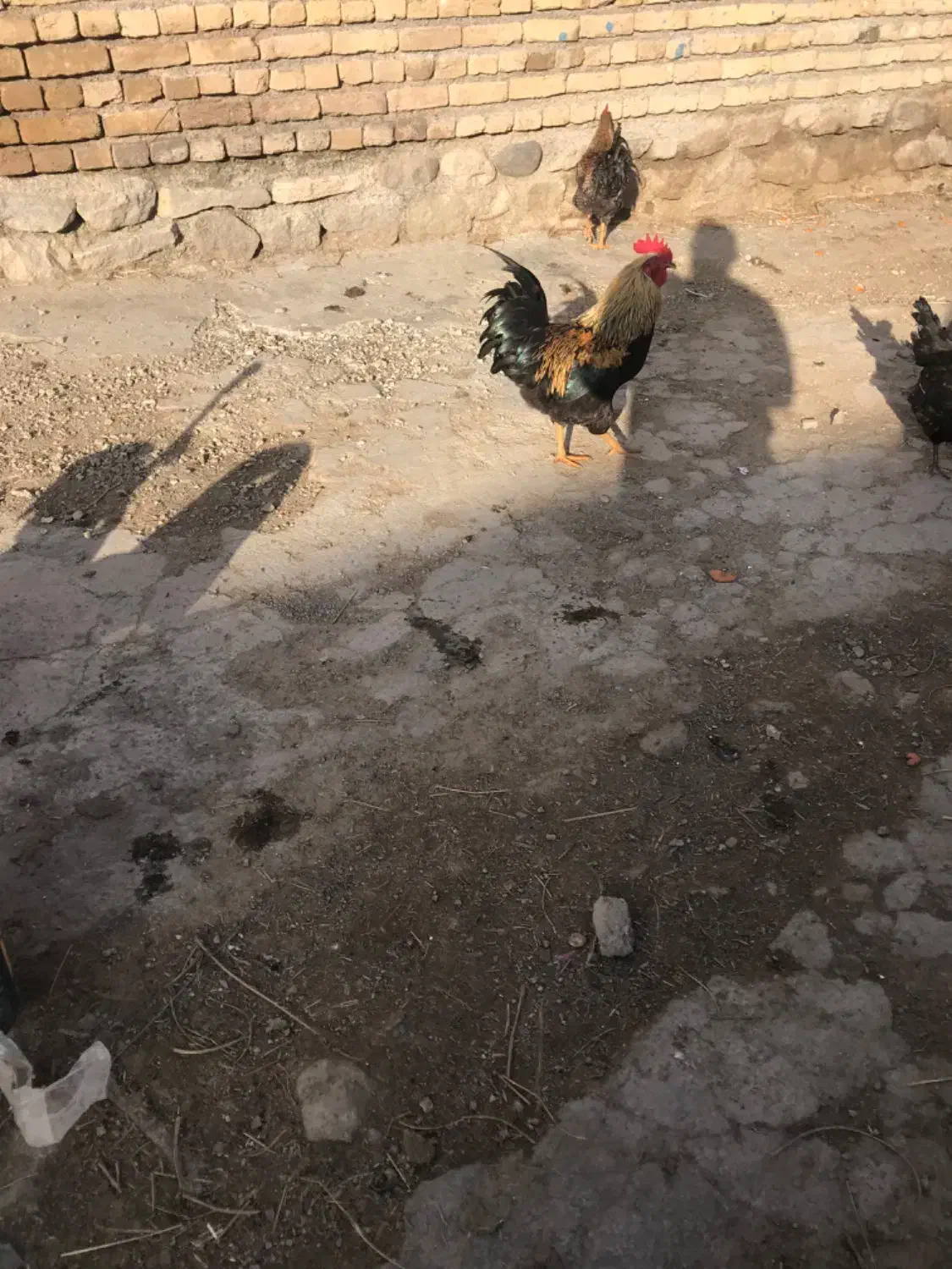 خروس|حیوانات مزرعه|چالدران, |دیوار