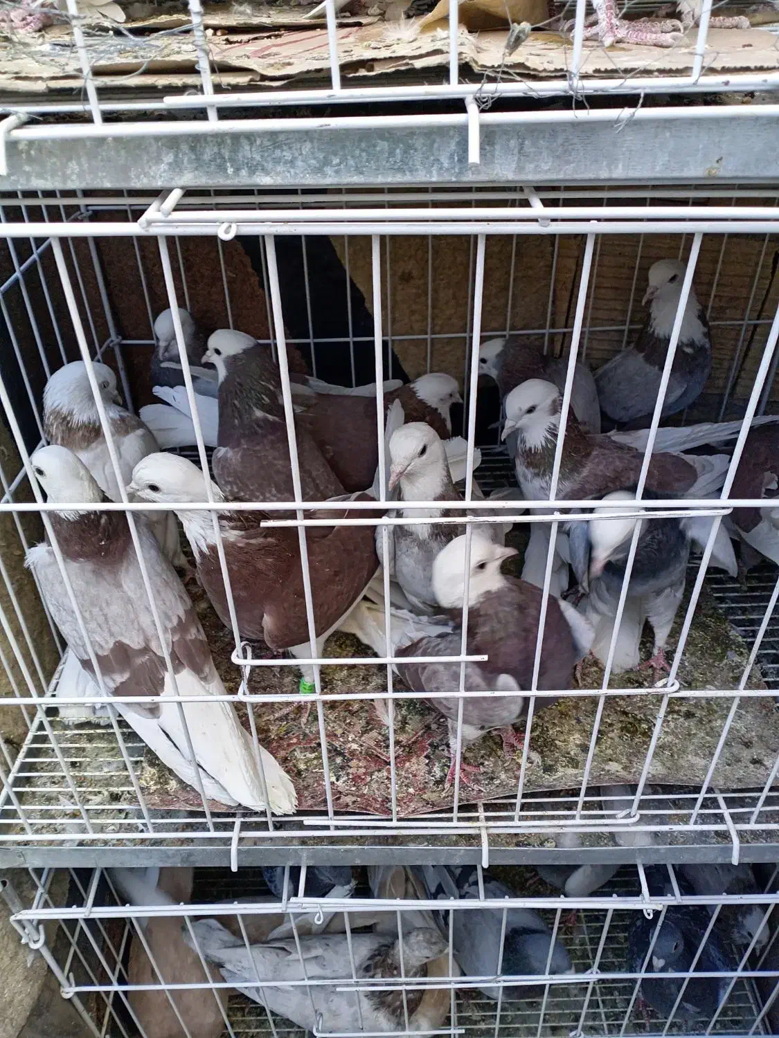 شازده ملقی|پرنده|کرمان, |دیوار