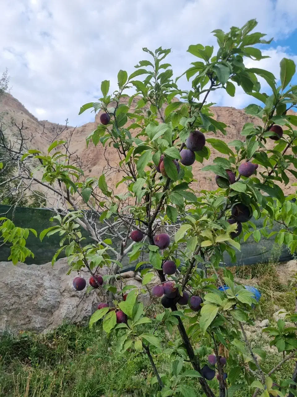 زمین ، باغ|فروش زمین و ملک کلنگی|کهن آباد, |دیوار
