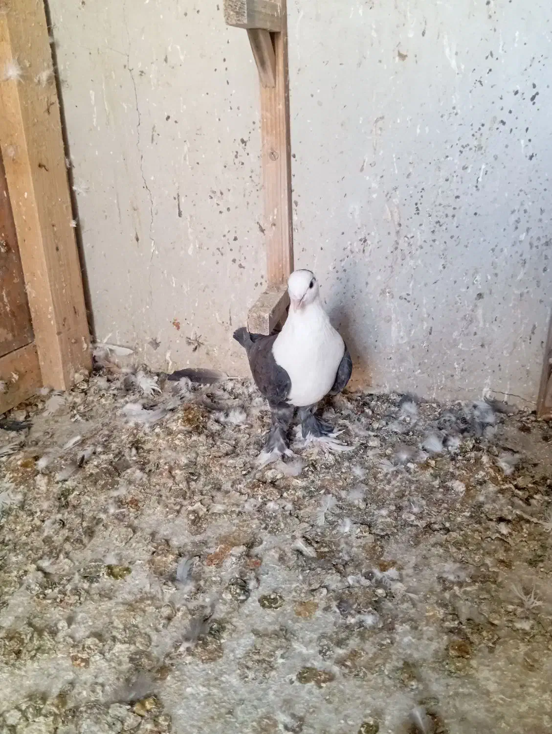 کله سفید|پرنده|بم, |دیوار