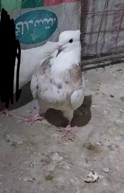 کفتر طوقی|پرنده|قروه, |دیوار