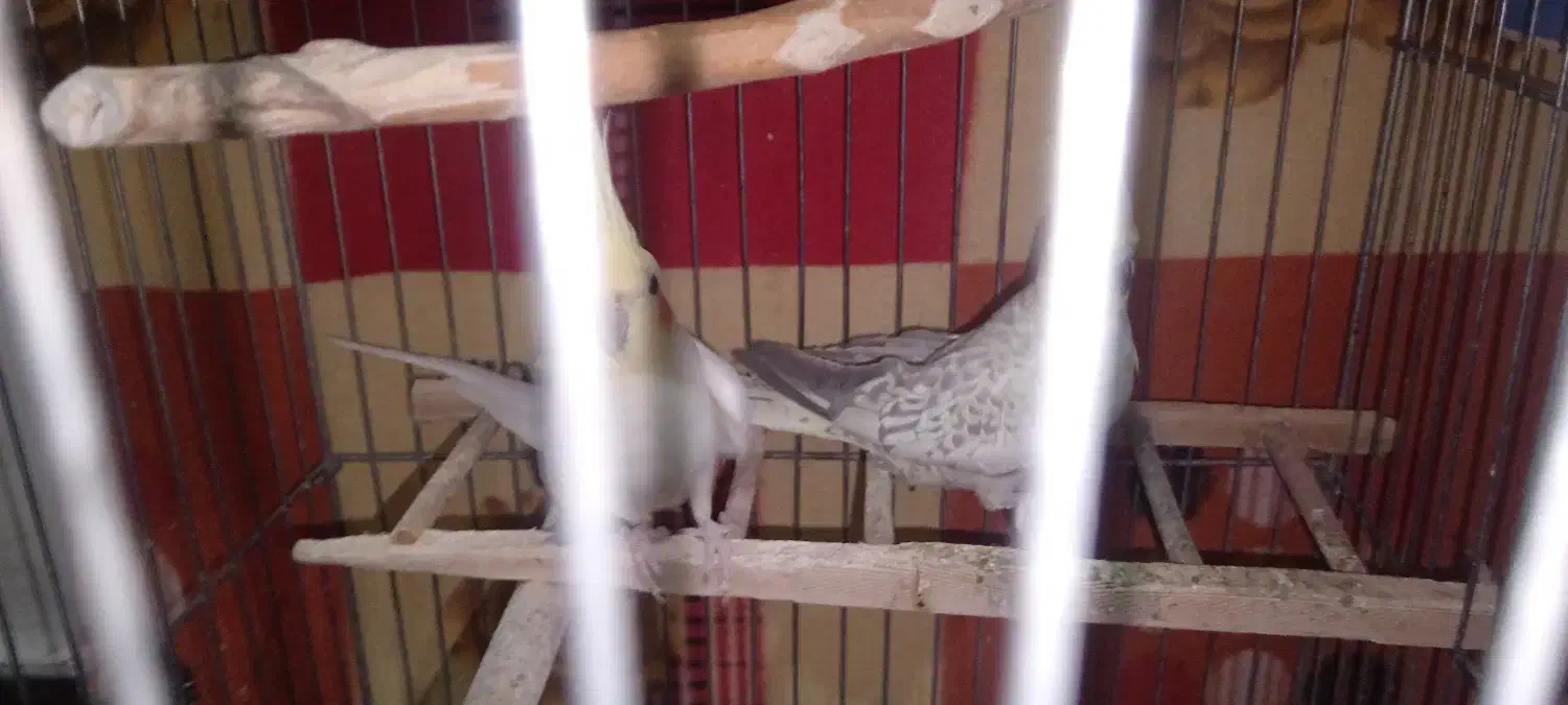 عروس هلندی|پرنده|سیرجان, |دیوار